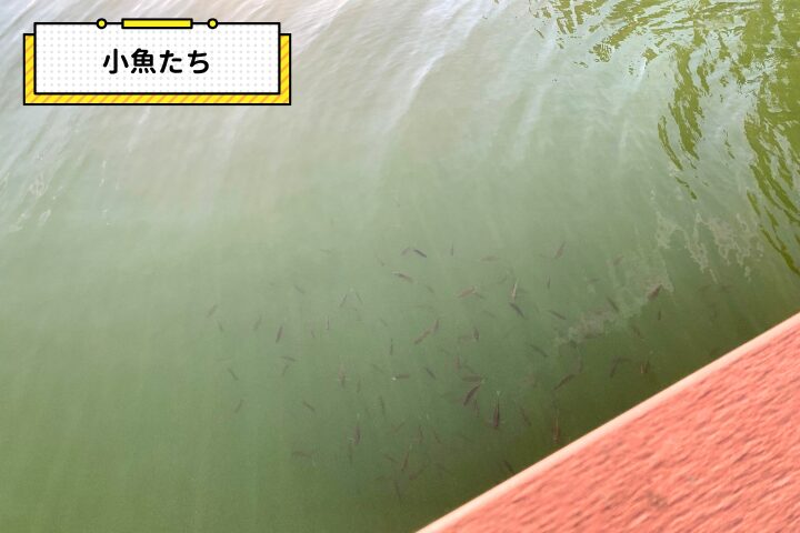 小魚たちの写真|そらいろ