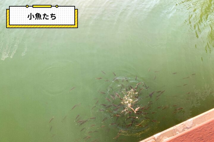 小魚たちの写真|そらいろ